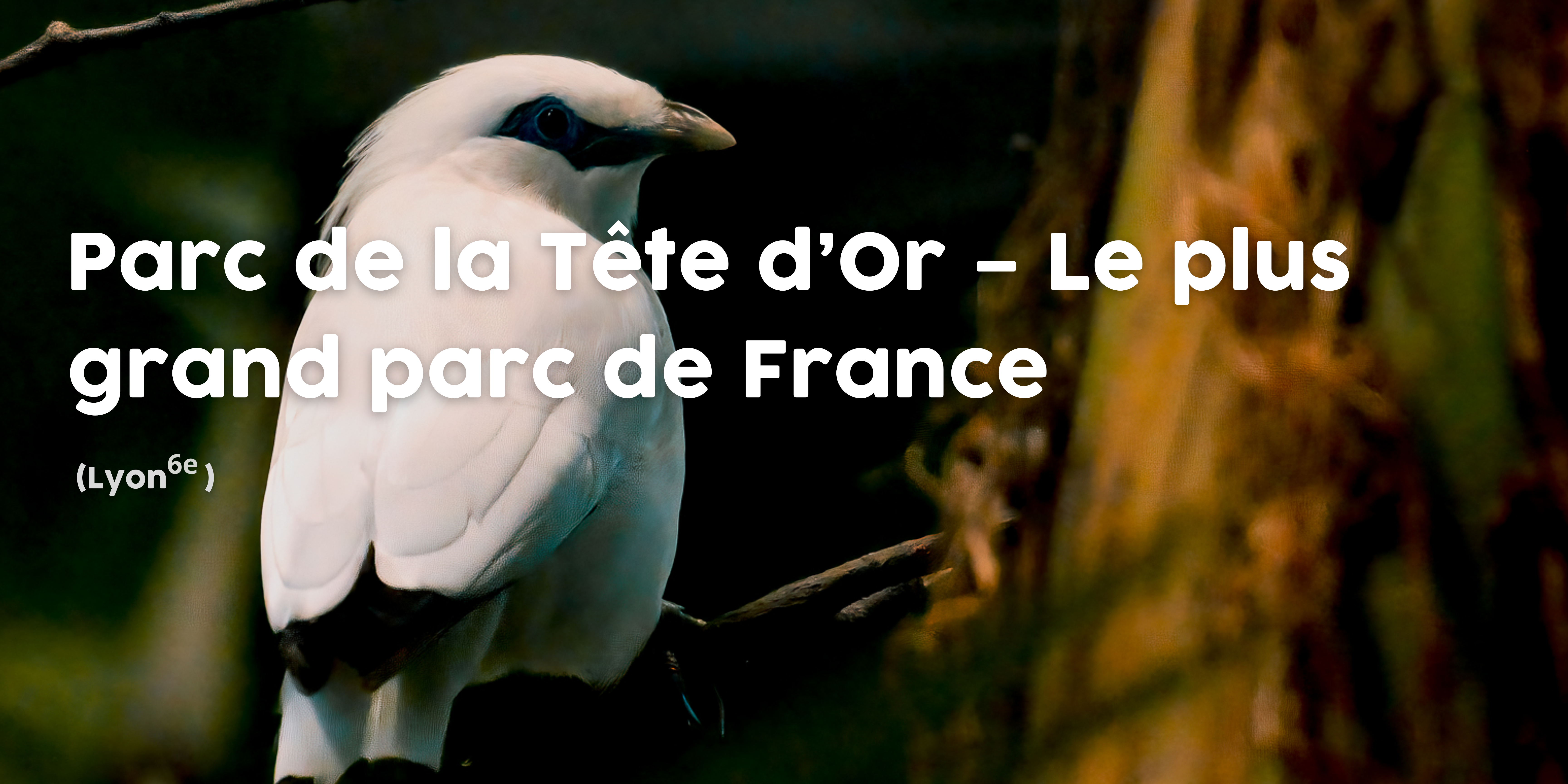 Parc de la tête d'or (1)
